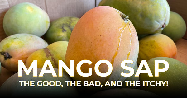Mango Sap- Our Friend or Foe?